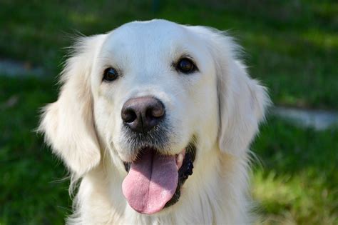 blonde dog xxx